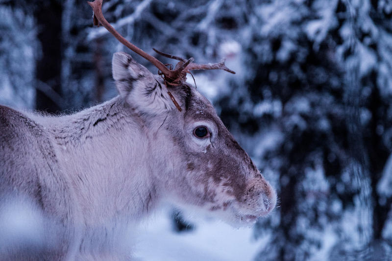 Oslo Reindeer